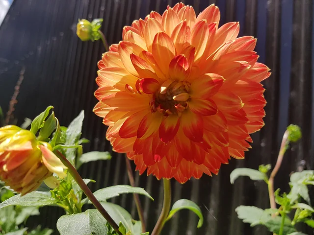 Orange and gold dahlia · owner photo, January 2023