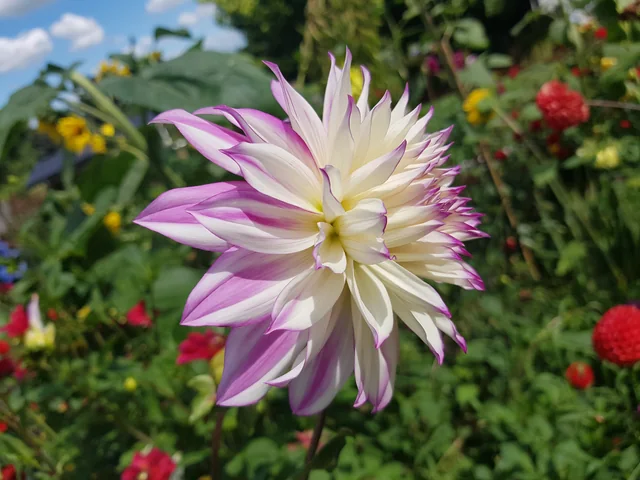 White dahlia with purple-edged petals · owner photo, January 2023