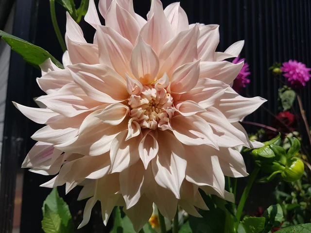 Pale pink dahlia · owner photo, January 2023