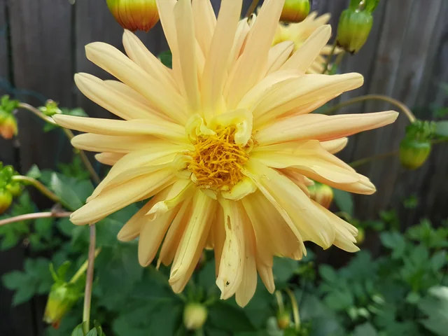 Soft yellow dahlia · owner photo, January 2023